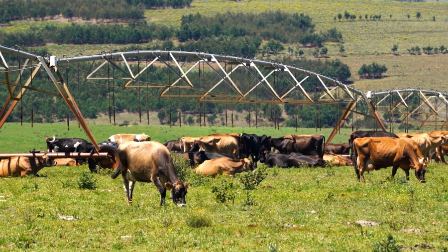 0 Bedroom Property for Sale in Stutterheim Rural Eastern Cape